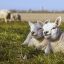 Lammetjes
